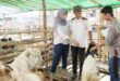 Tips Memilih Hewan Kurban Idul Adha 2023 dan Syarat Menurut Islam