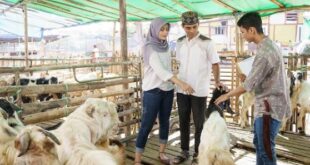 Tips Memilih Hewan Kurban Idul Adha 2023 dan Syarat Menurut Islam