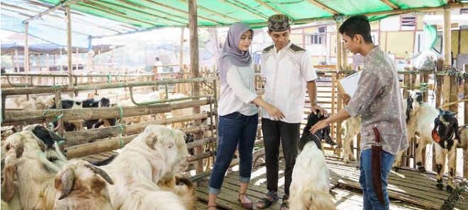 Tips Memilih Hewan Kurban Idul Adha 2023 dan Syarat Menurut Islam